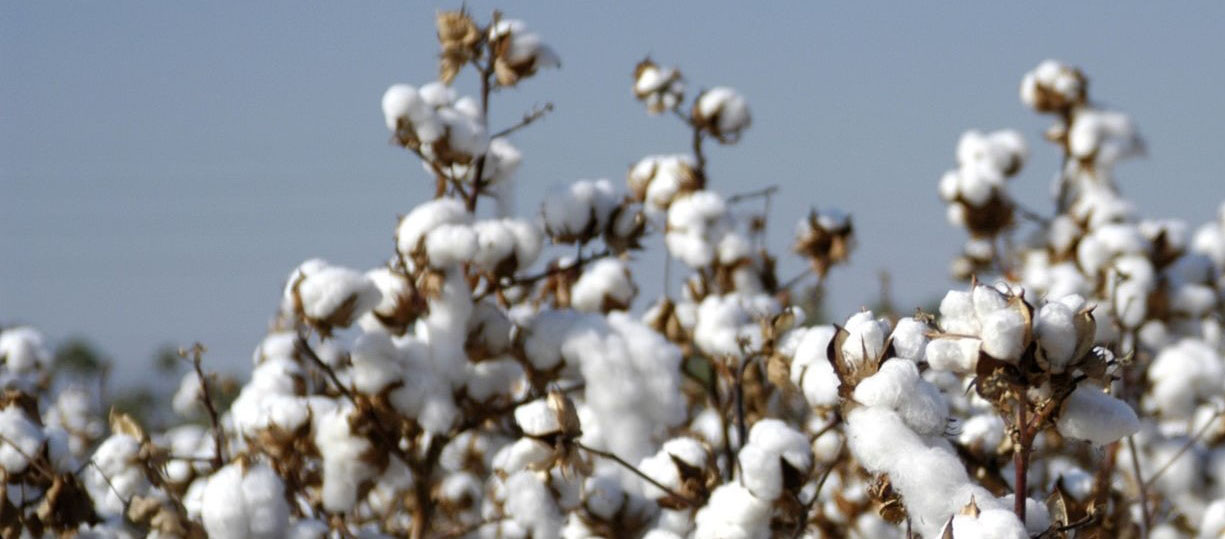 cotton field